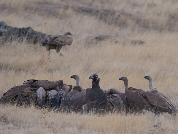Munkkikorppikotka, Cinereous Vulture, Aegypius monachus
